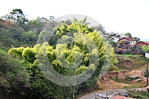 A lush bamboo grove in the city of Andrelandia in Minas Gerais