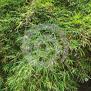 Lush bamboo leaves in the home garden
