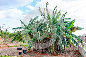 Lush banana/ plantain trees on small farm house backyard garden in rural Caribbean countryside. Jamaican fruit trees.