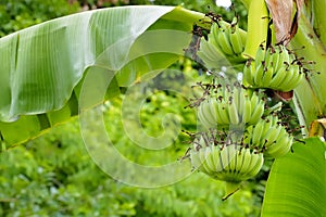Lush bananas on banana trees is a banana in an agricultural park in Thailand called Kluai Nam Wa