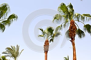 Lush beautiful green high tropical southern palm trees with long trunks and lush branches and leaves against the blue sky. The bac