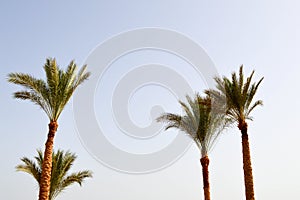 Lush beautiful green high tropical southern palm trees with lush branches and leaves against the blue sky. The background