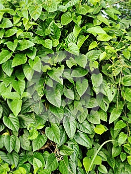 A lush betel tree signifies a prosperous and prosperous life