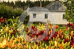 A lush bloom of flowers in the front garden of a house