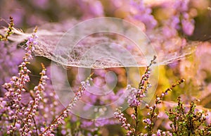 lush bloom of wild lilac heather in the forest and spider webs.