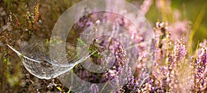 lush bloom of wild lilac heather in the forest and summer spider webs.