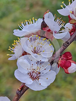 Lush blooming apricot tree in the month of April during the daytime
