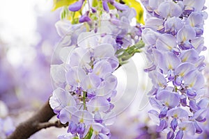 Lush blooming of clusters of lilac wisteria flowers.