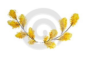 Lush blooming delicate flowers willow branches