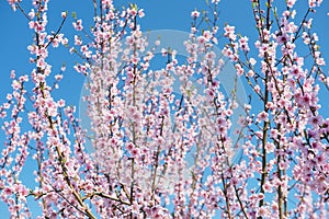 Lush blooming of delicate pink peach flowers in the garden against the blue sky.