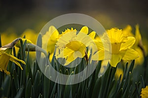 lush blooming flower of daffodils.