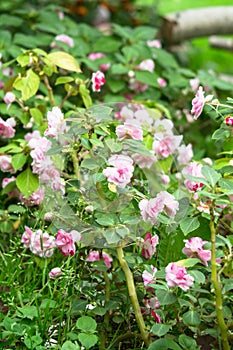 Lush blooming inflorescences and buds of pale pink double-flowered Impatiens walleriana in the garden Russia.