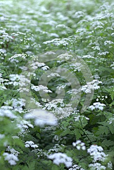 lush blooming white wildflowers with light green foliage, blurred background. concepts: garden aesthetics, floral photo