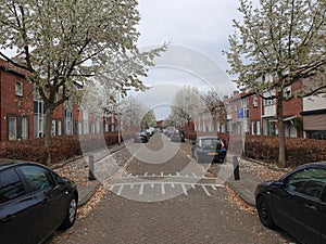 A lush blossoming on a calm living street in Tilburg, Netherlands