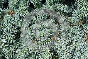 Lush blue foliage of Picea pungens in spring