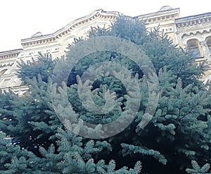 Lush blue spruce in front of institute