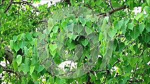 Lush Bodhi Tree Foliage in the Gentle Wind