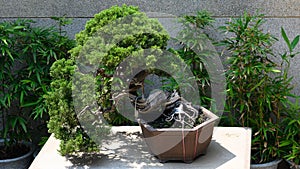 Lush bonsai conifer tree in a terracotta pot, Asia.