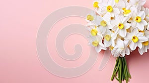 Lush bouquet of white-yellow daffodils isolated on pink background. Tender minimalistic spring flowers composition. Generative AI