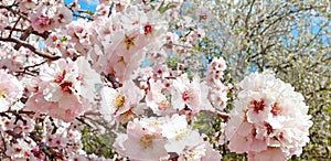 Lush branch with soft pink flowers against the background of a blurred blooming trees