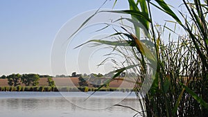 Lush bulrush growing over river bank and fluttering leaves in wind. Autumn lake landscape