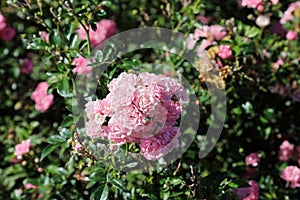 Lush bunch of pink roses in natural surroundings