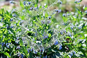 The lush bush of Comfrey medicinal Symphytum officinale blooms in summer sunny day