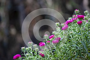 A lush bush of dark pink flowers grows in the garden, purple flowers bloom, dark natural background