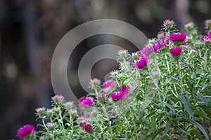 A lush bush of dark pink flowers grows in the garden, purple flowers bloom, dark natural background