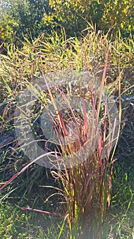 Lush bush of decorative garden reeds with high red blades