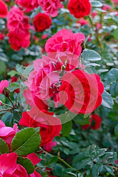 A lush bush of red roses on a background of nature. Many flowers and buds on the stem.