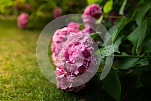 Lush bushes of blooming pink ball-shaped hydrangea