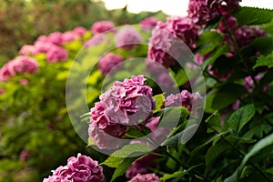 Lush bushes of blooming pink ball-shaped hydrangea