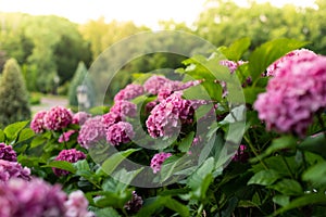 Lush bushes of blooming pink ball-shaped hydrangea