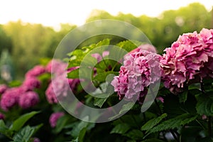 Lush bushes of blooming pink ball-shaped hydrangea