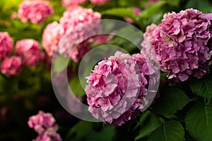 Lush bushes of blooming pink ball-shaped hydrangea