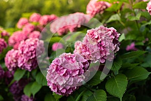 Lush bushes of blooming pink ball-shaped hydrangea