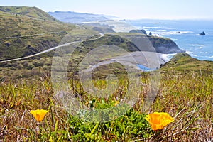 Lush California Pacific Coast Highway 1 in Spring