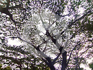 Lush Canopy Silhouette Against Bright Sky