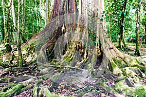 Lush Caribbean rainforest
