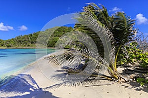 Lush Caribbean tropical plants on empty white sand beach and green blue sea with wooded hills Saltwhistle Bay Mayreau Grenadines
