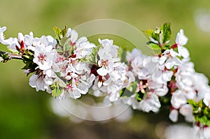 Lush cherry blossoms on a green background.