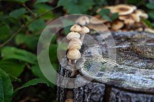 Lush clusters of honey mushrooms thrive in the forest, flourishing near an aged tree stump.