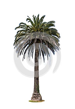 Lush coconut palm tree isolated on white background