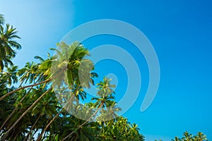Lush coconut palm trees on tropical beach. Vacation island coast