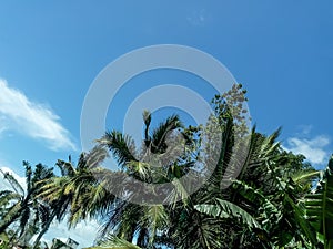 lush coconut trees against a clear blue sky background