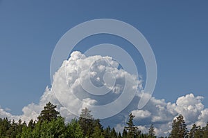 A lush coniferous forest at the forefront, with a majestic, mountain-like cumulus cloud towering against a vibrant blue sky