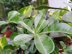 lush and cool green leafy plants