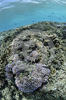 Lush Corals Thriving in Tropical Waters