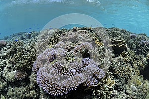 Lush Corals Thriving in Tropical Waters of Okinawa